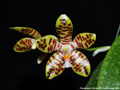 Photo : Phalaenopsis David Ai