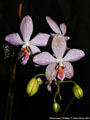 Photo : Phalaenopsis Schillgig
