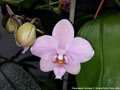 Photo : Phalaenopsis Schillgig