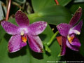 Photo : Phalaenopsis Mok Choi Yew