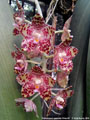 Photo : Phalaenopsis gigantea