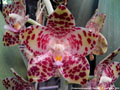 Photo : Phalaenopsis gigantea