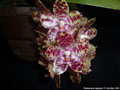 Photo : Phalaenopsis gigantea