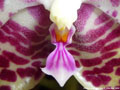 Photo : Phalaenopsis gigantea