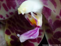 Photo : Phalaenopsis gigantea