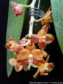 Photo : Phalaenopsis gigantea