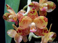 Photo : Phalaenopsis gigantea