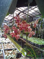Photo : Phalaenopsis gigantea