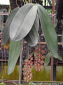 Photo : Phalaenopsis gigantea