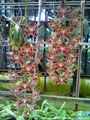 Photo : Phalaenopsis gigantea