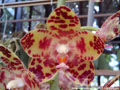 Photo : Phalaenopsis gigantea