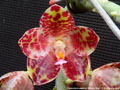 Photo : Phalaenopsis gigantea