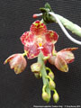 Photo : Phalaenopsis gigantea
