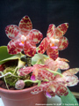 Photo : Phalaenopsis gigantea