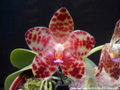 Photo : Phalaenopsis gigantea