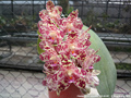 Photo : Phalaenopsis gigantea