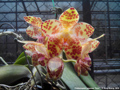 Photo : Phalaenopsis gigantea