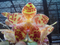 Photo : Phalaenopsis gigantea