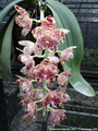 Photo : Phalaenopsis gigantea