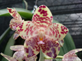 Photo : Phalaenopsis gigantea