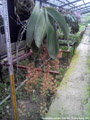 Photo : Phalaenopsis gigantea