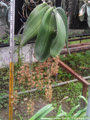 Photo : Phalaenopsis gigantea