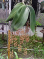 Photo : Phalaenopsis gigantea