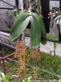 Photo : Phalaenopsis gigantea
