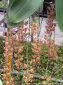 Photo : Phalaenopsis gigantea