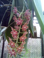 Photo : Phalaenopsis gigantea