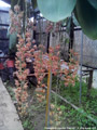 Photo : Phalaenopsis gigantea