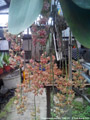 Photo : Phalaenopsis gigantea