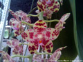 Photo : Phalaenopsis gigantea