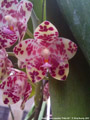 Photo : Phalaenopsis gigantea