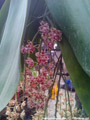Photo : Phalaenopsis gigantea