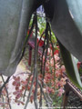 Photo : Phalaenopsis gigantea