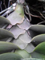 Photo : Phalaenopsis gigantea