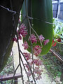 Photo : Phalaenopsis gigantea