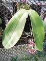 Photo : Phalaenopsis gigantea