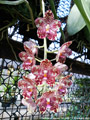 Photo : Phalaenopsis gigantea