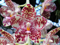 Photo : Phalaenopsis gigantea