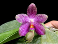 Photo : Phalaenopsis Mok Choi Yew