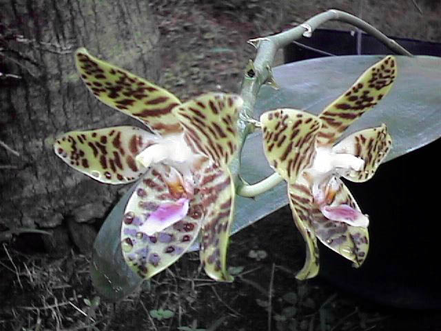 Phalaenopsis Jage Gold