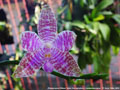 Photo : Phalaenopsis Wilson Tobia