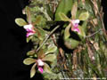 Photo : Phalaenopsis honghenensis