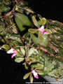 Photo : Phalaenopsis honghenensis
