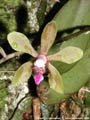 Photo : Phalaenopsis honghenensis