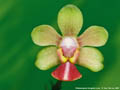 Photo : Phalaenopsis Honghen Love