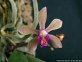 Photo : Phalaenopsis honghenensis