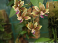 Photo : Phalaenopsis Lea Mini